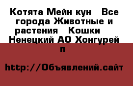 Котята Мейн кун - Все города Животные и растения » Кошки   . Ненецкий АО,Хонгурей п.